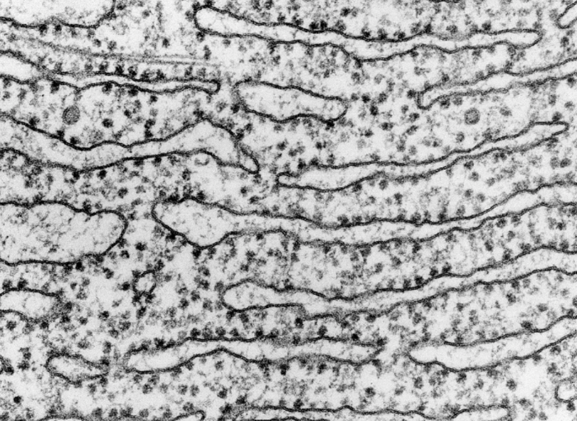 <p>which organelle</p>