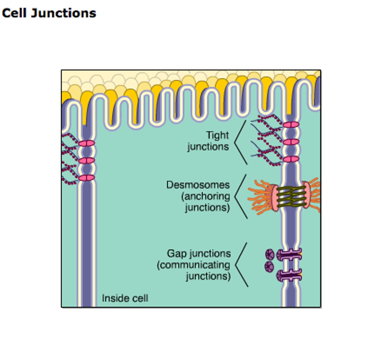 <p>Narrow tunnels between animal cells that allow passage of ions and small molecules.</p>