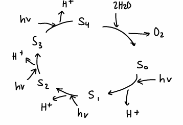 <p>A cycle containing 5 states which occurs in plants at a metal containing active site.</p><ul><li><p>The active site contains 4 Mn atoms forming the oxygen evolving complex (OEC).</p></li></ul><p></p>