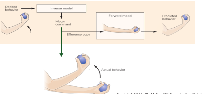 <p><span style="font-family: Calibri;">-Fixed lengths of limbs means that there is a mathematical relationship between joint angles of the arm and the location of the hand in space.</span></p><p><span style="font-family: Calibri;">-A neural representation of the mathematical relationship allows the CNS to estimate hand position if the joint angles and segment lengths are known.</span></p><p><span style="font-family: Calibri;">-Neural circuits compute sensorimotor transformations = internal models</span></p>