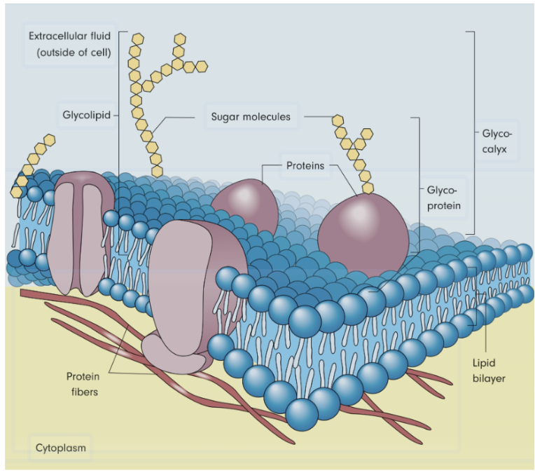 <p><span style="background-color: transparent; font-family: "Century Gothic", sans-serif;"><strong><span>Plasma membrane</span></strong></span></p>
