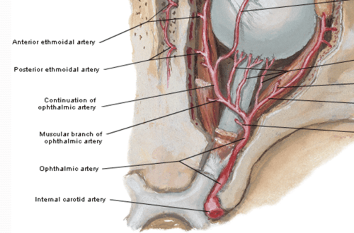 <p>Where does the ophthalmic artery originate and what is its course?</p>