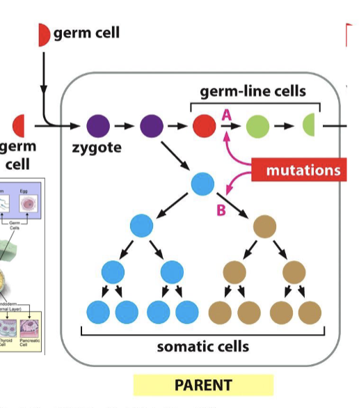 <p>if there is a mutation in a <strong>germ line cell</strong>, it can continue as duplication continues and change the genome. however, is there is a mutation in a <strong>somatic cell</strong>, it will not be passed on. </p>