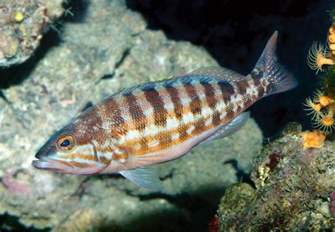 <p>Serranus cabrilla </p>