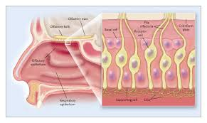 <p>Olfactory epithelium </p>
