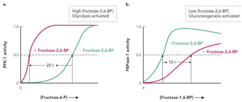 <p>potent allosteric regulator of PFK-1 and FBPase-1 activity</p><p>activates PFK-1 and deactivates FBPase-1</p><p>produced by PFK-2 and broken down by FBPase-2</p>