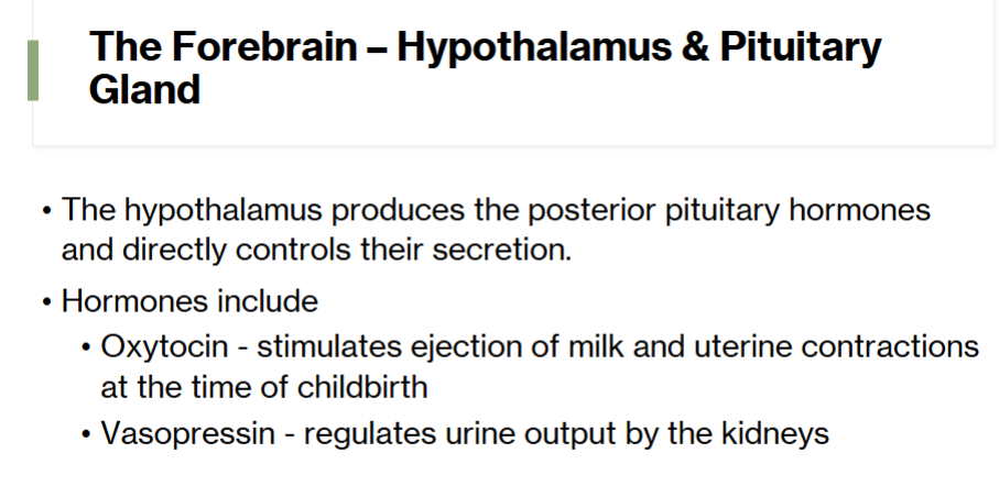 <p>hypothalamus </p>