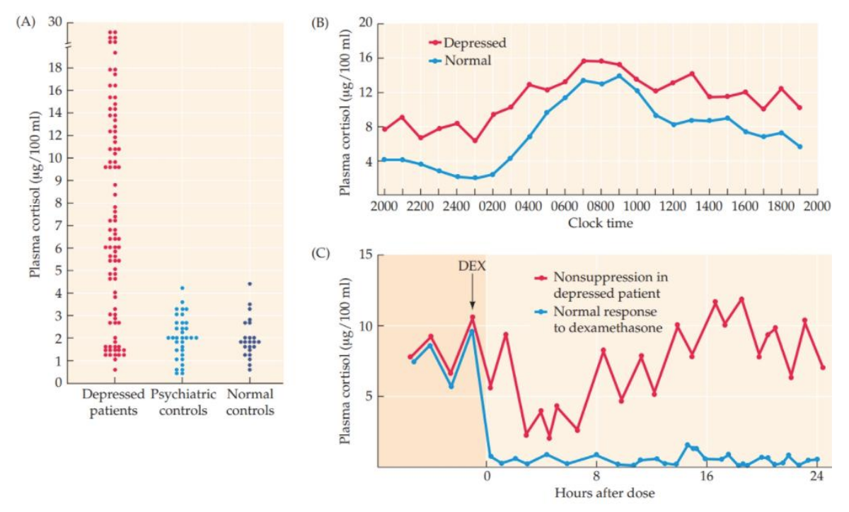 <ul><li><p>higher cortisol associated w depression</p></li><li><p>can be on exam → describe the association of all NTs with depression</p></li></ul><p></p>