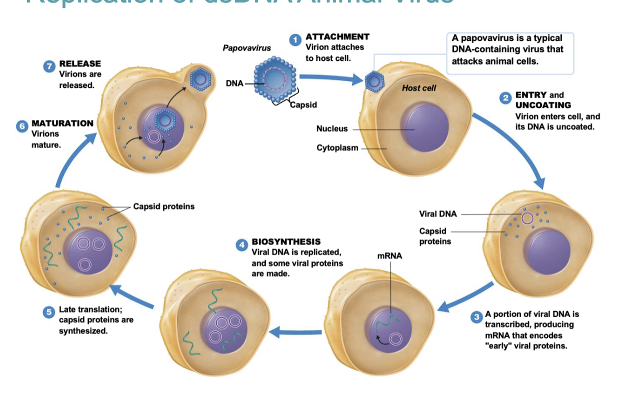 Virus DNA enters nucleus, proteins to release into cytoplasm then goes into nucleus, virus forms and leaves the cell.