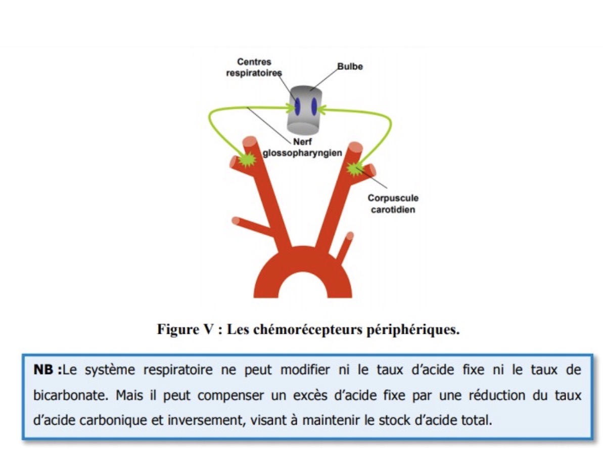 <ul><li><p><span>Sont situés </span>au<span> niveau </span>des<span> <strong>carotides </strong></span><strong>et</strong><span><strong> </strong></span><strong>de</strong><span><strong> l'aorte </strong>formant les glomus carotidiens </span>et <span>aortiques.</span></p></li><li><p><span>Sensibles </span>à<span> </span>la<span> variation </span>de<span> </span>la<span> <strong>PaO2, PCO2 et </strong></span><strong>du</strong><span><strong> PH</strong></span></p></li></ul><p class="MsoBodyText"></p>
