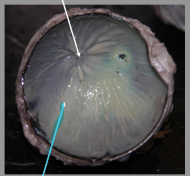 <p>What is the arrow pointing at?</p>