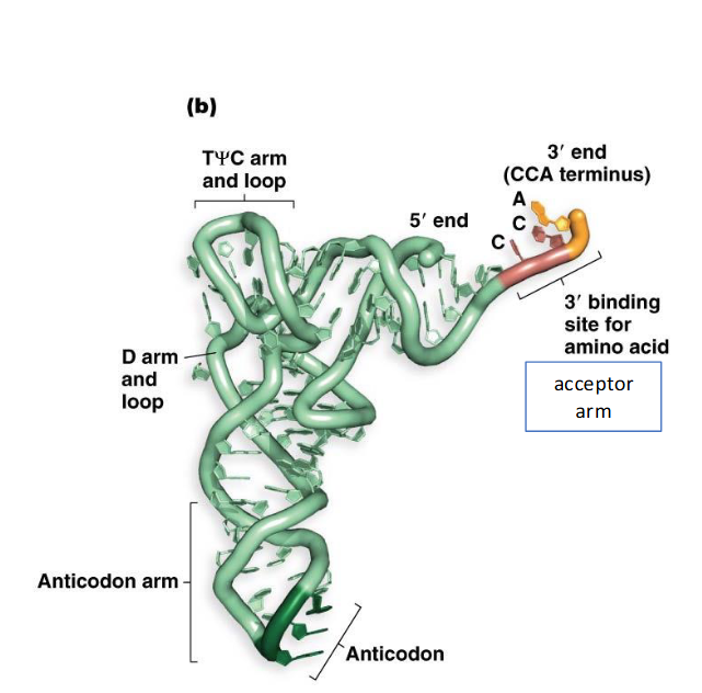 <p><span>In its functional form and a better representation, tRNA folds into a compact </span><em>L-shape</em><span>.</span></p><ul><li><p>This L-shape exposes two critical regions: the <strong>3' acceptor end</strong> (where the amino acid attaches) and the <strong>anticodon loop.</strong></p></li><li><p>The exposed <strong>3' acceptor</strong> end allows the amino acid to be delivered to the location in the ribosome where peptide bond formation takes place</p></li></ul><ul><li><p>The <strong>exposed anticodon loop</strong> facilitates base-pairing with the complementary mRNA codon.</p></li></ul><p></p>