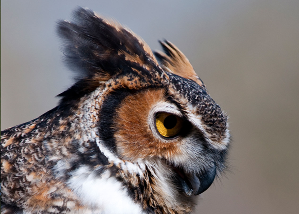 <ul><li><p>melanin: </p><ul><li><p>produces black, browns, tans, red-browns, and grays</p></li><li><p>associated with extra deposits of keratin which strengthens feathers</p></li><li><p>often found at the tips of primaries (remiges), particularly in white birds (e.g., gulls)</p></li></ul></li></ul><p></p>