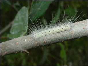 <p>Identify the insect, stage, and order</p>