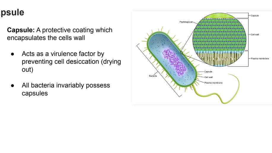 <p><strong>Capsule: </strong>A protective coating which <strong>encapsulated </strong>the <strong>cells wall</strong>.</p><ul><li><p>Acts as a virulence factor by preventing cell desiccation (drying out)</p></li><li><p>All bacteria invariably possess capsules</p></li></ul><p></p>