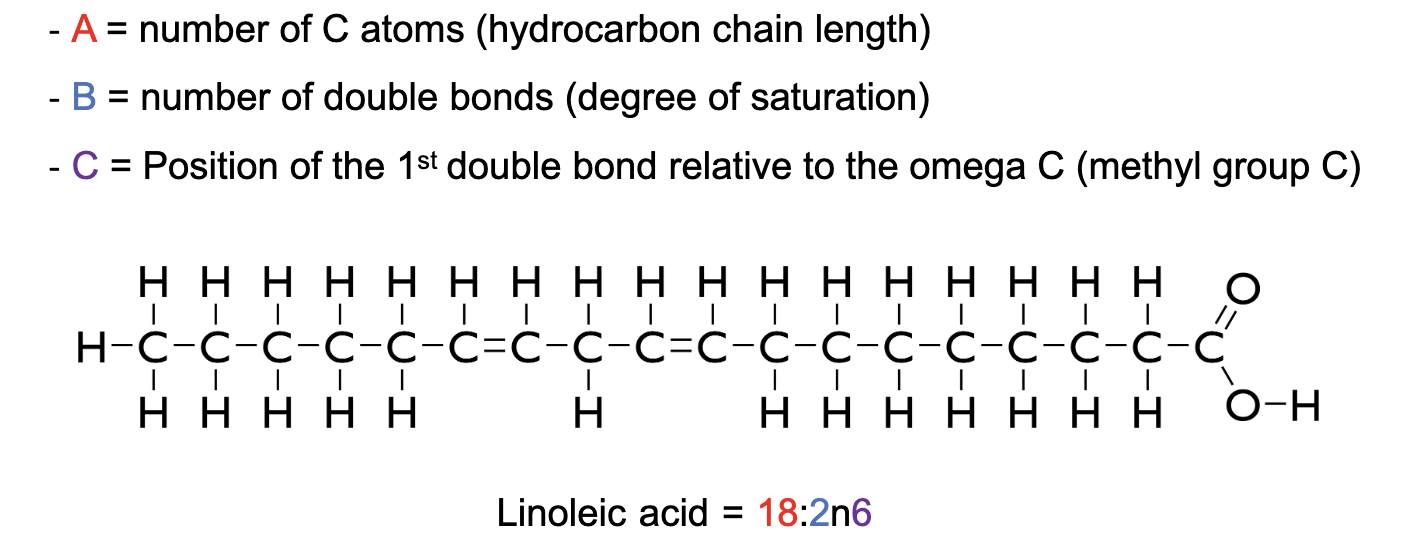 <p><strong>A:BnC</strong></p><ul><li><p> A = number of C atoms (hydrocarbon chain length)</p></li><li><p> B = number of double bonds (degree of saturation)</p></li><li><p> C = Position of the 1st double bond relative to the omega C (methyl group C)</p></li></ul><p></p>