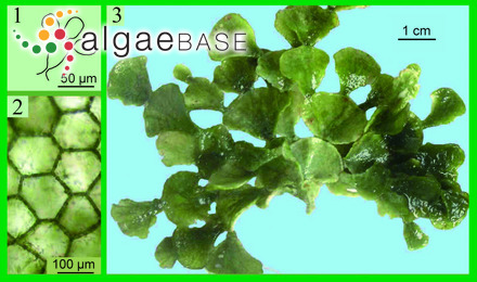term image