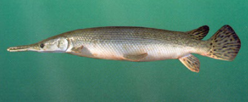 <p>What is the common name of this organism and what class does it belong to?</p>