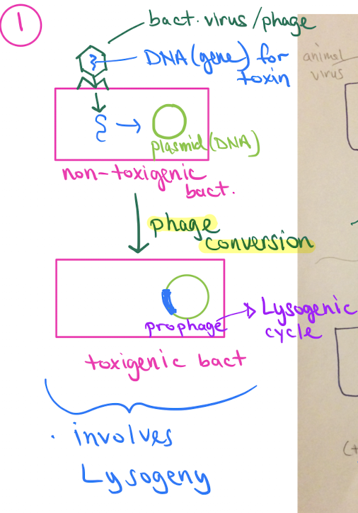 <ol><li><p>bact. virus/phage contains DNA (gene) for toxin</p></li><li><p>attach to non-toxigenic bact.</p></li><li><p>(phage conversion) DNA incorporates w/ non-toxigenic bact. plasmid (DNA)</p></li><li><p>prophage created via lysogenic cycle</p></li><li><p>nontoxigenic → toxigenic bact.</p></li></ol><p></p>
