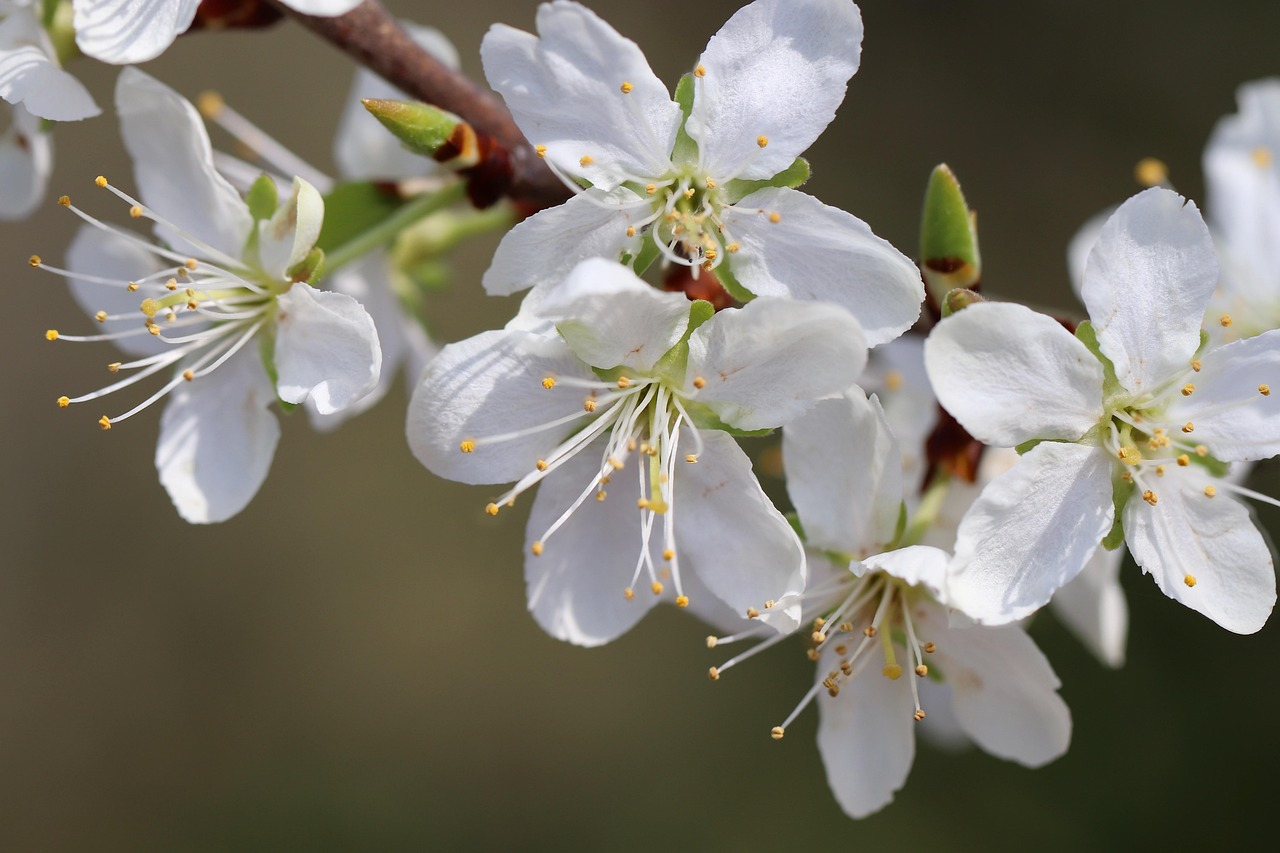 <p>prunus domestica</p>