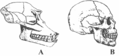 <p>A protruding muzzle. A characteristic of early hominins and apes.</p>
