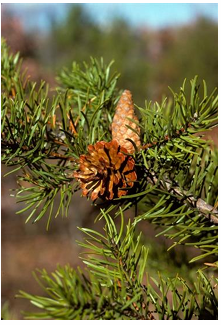 <p>jack pine</p>