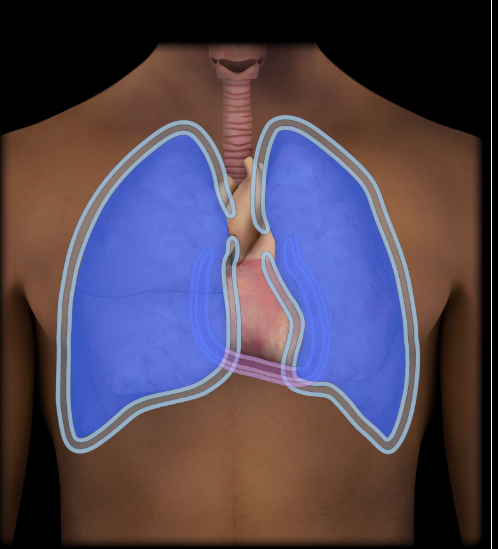 <p><span>Lungs</span></p>