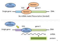<p>They bind to operator sites (cis-acting elements) usually located downstream or within the promoter, physically blocking RNA polymerase from reaching the transcription start site.</p>