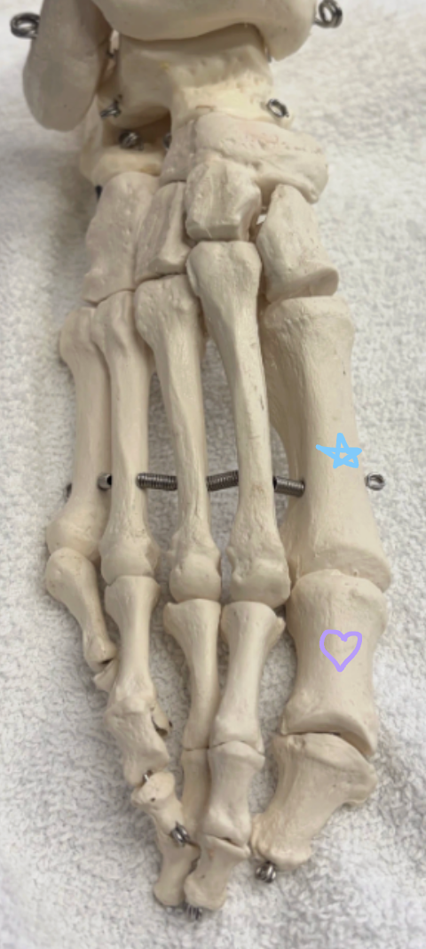 <p>Blue star: What is this bone? What muscles insert here?</p><p>Purple heart: What is this bone? Name two muscles that insert here.</p>