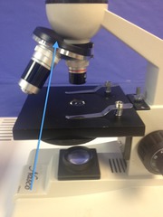 <p>Rotating turret that houses the objective lenses.</p>