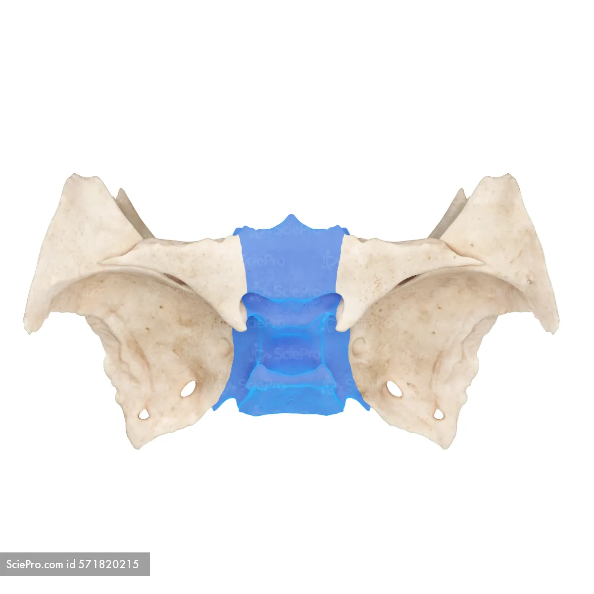 <p>“Depression” “the pituitary gland rests here”</p>