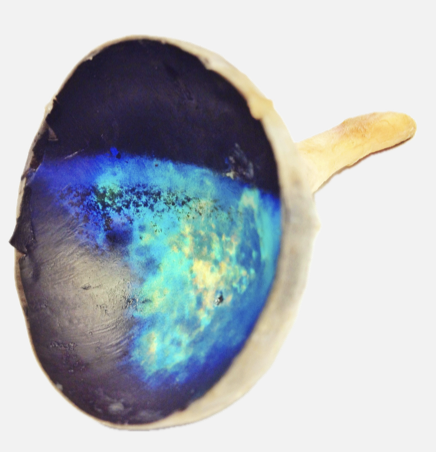 <ul><li><p class="Paragraph SCXO67043178 BCX4" style="text-align: left;"><span style="background-color: inherit; line-height: 19.55px; color: windowtext;">Photons that go through the retina without hitting photoreceptors are bounced back by a shiny layer of guanine</span><span style="line-height: 19.55px; color: windowtext;">&nbsp;</span></p><ul><li><p class="Paragraph SCXO67043178 BCX4" style="text-align: left;"><span style="background-color: inherit; line-height: 19.55px; color: windowtext;">Gives photoreceptors a second chance to detect light</span><span style="line-height: 19.55px; color: windowtext;">&nbsp;</span></p></li><li><p class="Paragraph SCXO67043178 BCX4" style="text-align: left;"><span style="background-color: inherit; line-height: 19.55px; color: windowtext;">Improves vision in low-light conditions</span><span style="line-height: 19.55px; color: windowtext;">&nbsp;</span></p></li></ul></li><li><p class="Paragraph SCXO67043178 BCX4" style="text-align: left;"><span style="background-color: inherit; line-height: 19.55px; color: windowtext;">Widespread in mammals and some fish (coelacanth)</span><span style="line-height: 19.55px; color: windowtext;">&nbsp;</span></p></li></ul><p></p>