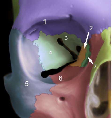<p>Identify the structure at #7</p>