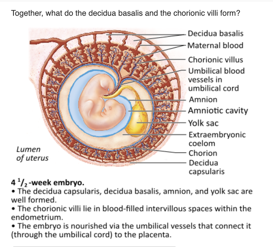 <table style="min-width: 25px;"><colgroup><col style="min-width: 25px;"></colgroup><tbody><tr><td colspan="1" rowspan="1" style="margin: 0px; padding: 0.3em; position: relative;"><p>amnion &nbsp; &nbsp; &nbsp; &nbsp;</p></td></tr><tr><td colspan="1" rowspan="1" style="margin: 0px; padding: 0.3em; position: relative;"><p>placenta &nbsp; &nbsp; &nbsp; &nbsp;</p></td></tr><tr><td colspan="1" rowspan="1" style="margin: 0px; padding: 0.3em; position: relative;"><p>yolk sac &nbsp; &nbsp; &nbsp; &nbsp;</p></td></tr><tr><td colspan="1" rowspan="1" style="margin: 0px; padding: 0.3em; position: relative;"><p>chorion &nbsp; &nbsp; &nbsp; &nbsp;</p></td></tr></tbody></table><p></p>