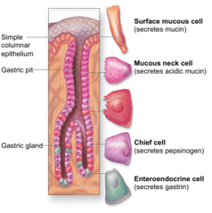<p>mucous cells</p>