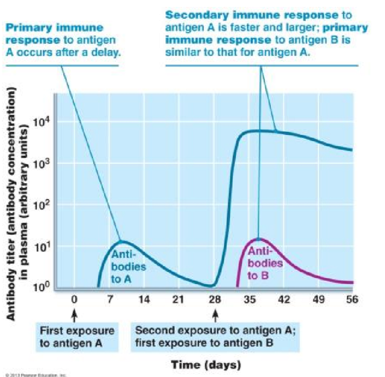 <p>secondary immune response is quicker, stronger, and longer lasting</p>