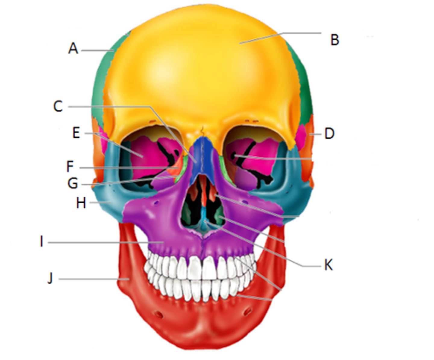 <p>head</p>
