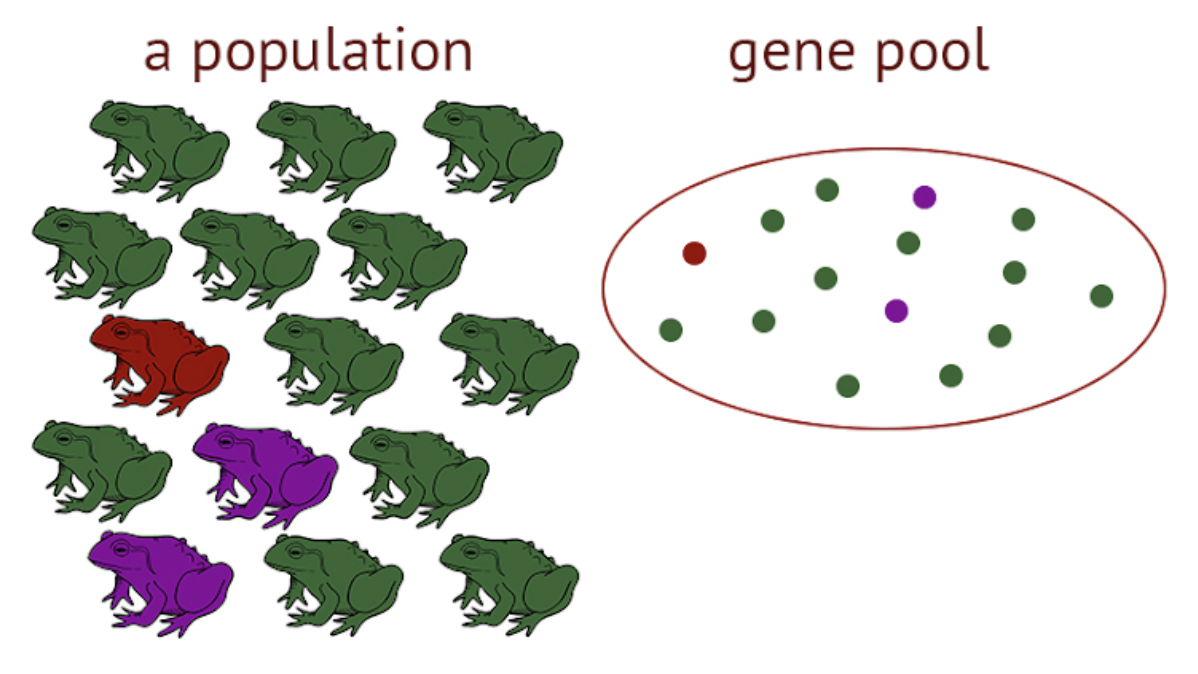 <p><span style="line-height: 1.5;">57. Observe the image below. What percentage of the gene pool consists of purple frogs?</span></p><p><span style="line-height: 1.5;">A. 1/15</span></p><p><span style="line-height: 1.5;">B. 4/15</span></p><p><span style="line-height: 1.5;">C. 3/15</span></p><p><span style="line-height: 1.5;">D. 2/15</span></p>