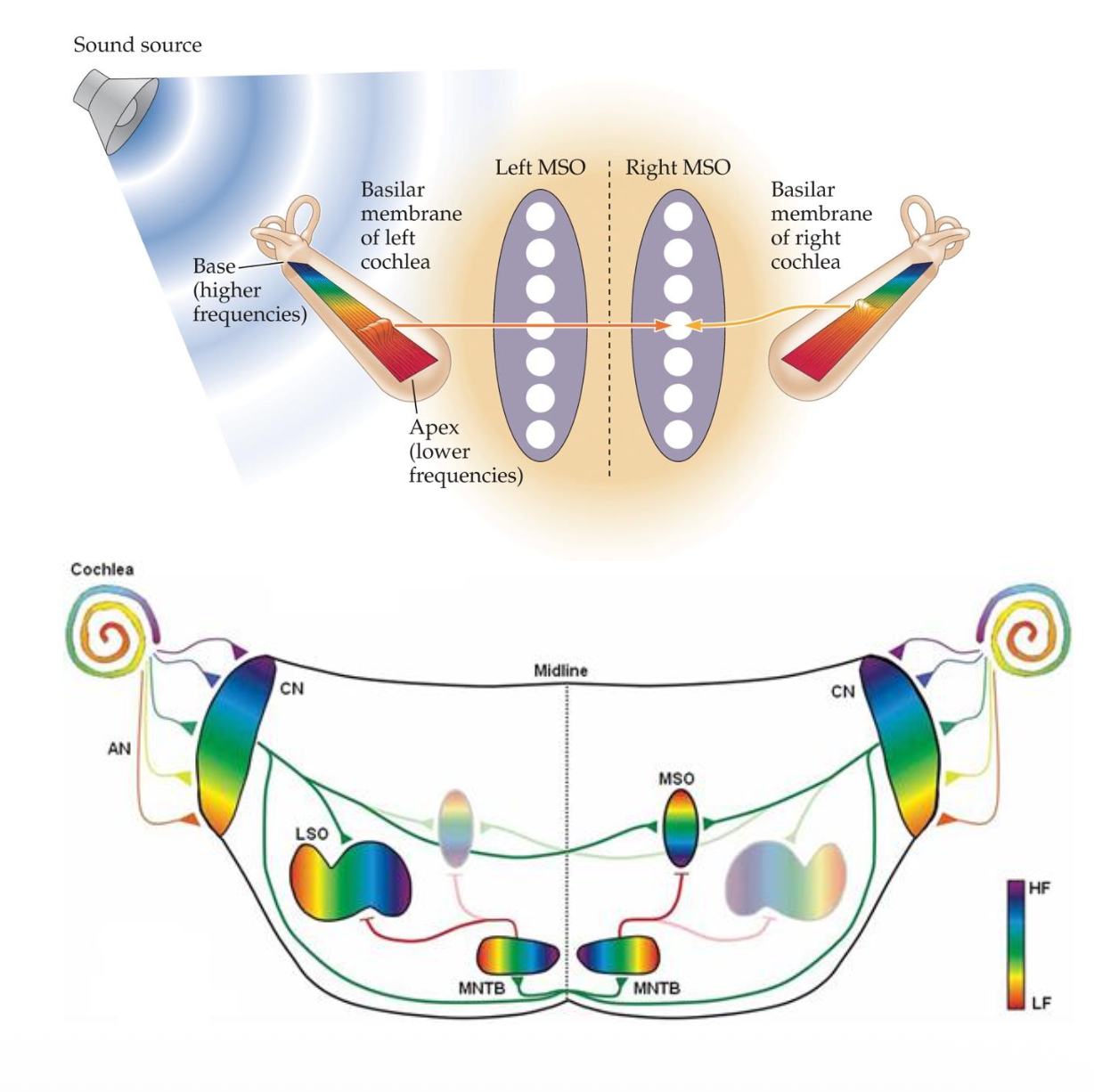 <p><u>Azimuth Localization – ITD Pathways &amp; MSO</u></p><p class="p2"><strong><u>Physiology of ITD</u></strong></p><p class="p3">Signals travel from ? → ? → ?.</p><p class="p4">• MSO compares __ from both ears to detect ITDs.</p><p class="p4"><span data-name="arrow_right_hook" data-type="emoji">↪</span> Especially tuned for <u>low-frequency/high-frequency</u> sounds.</p><p class="p3">• Neural circuits for ITD form <u>early in life/later in life</u>.</p>