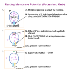 <p>Review</p>