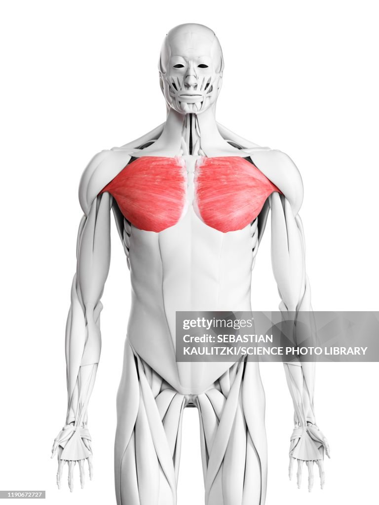 <p>Flexes, adducts and rotates arm medially </p>