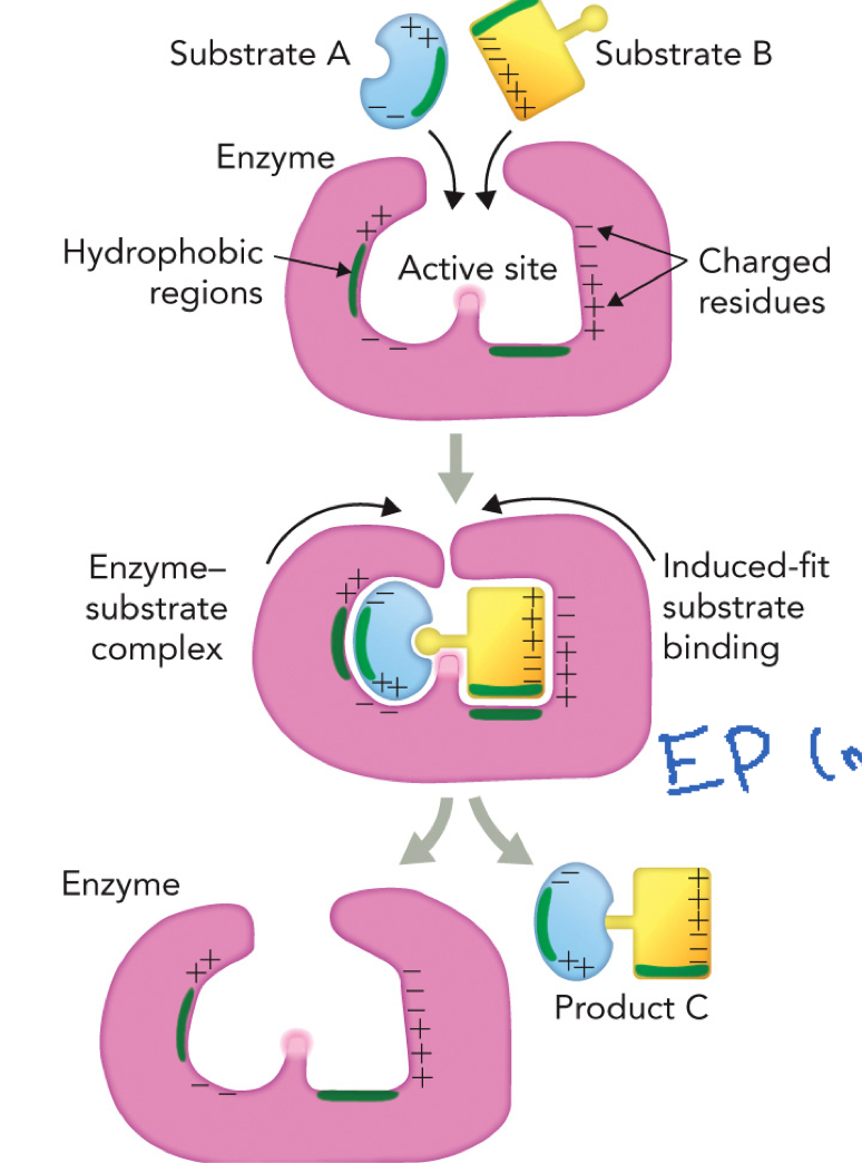<p>Enzyme site provides an optimal physical and chemical environment that promotes product formation</p><p>Reaction sequence steps:</p><ol><li><p>Substrates bind: E + S → ES, Substrate A and B enter active site</p></li><li><p>Induced fit: Enzyme changes shape, substrates held tightly and properly oriented</p></li><li><p>Catalysis: Bonds rearranged, ES → EP (enzyme-product complex)</p></li><li><p>Product release: EP → E + P, enzyme returns to original state</p></li></ol><p>Random collision between substrates without enzyme are inefficient due to misalignment of reactive groups</p><p>The enzyme site selects correct substrates and aligns reactive groups by using weak interactions through polar and nonpolar regions in the substrates and enzyme</p><p>Chemical groups present in the enzyme or cofactors are close to substrates </p><p>If there are two substrates, one could be a cofactor/coenzyme</p>