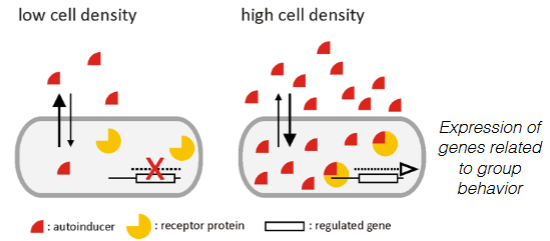 <p>concentration of secreted <u>autoinducer molecules</u></p>