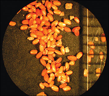 <p>Identify the seed</p>