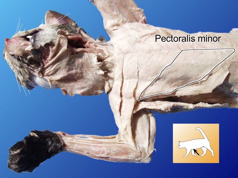 <p>pectoralis minor </p><p>action: steadies and depresses scapula</p><p>s: spino-trapezius </p><p>a: levator scapulae </p>