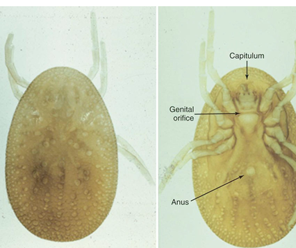 <p>Poultry tick (soft tick)</p>