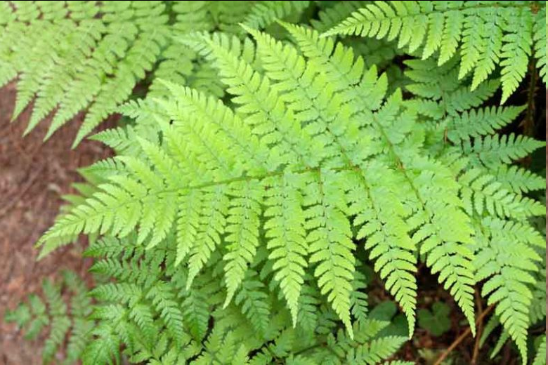 <p>This northern forest perennial produces clusters of delicate, broadly triangular fronds that taper to a fine point. The leafy blades are intricately divided into lacy, three-part leaflets. Its lower stalks are distinctly covered in thin, chaffy, brown or golden-orange scales</p>