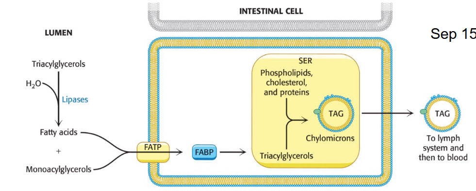 <p><strong>Role</strong>: Packaged in the intestine. <span>Deliver triglycerides from the </span><em><span>intestines </span></em><span>that are derived from food intake</span></p><ul><li><p><strong><span>ApoB-48</span></strong><span> is associated</span></p></li></ul><p>The triacylglycerols associate with specific proteins and a small amount of phospholipid and cholesterol to form lipoprotein transport particles called<strong> chylomicrons (CM)</strong>.</p><ul><li><p><strong>ApoC-II</strong> activates lipoprotein lipase to release free fatty acids from TAGs for fuel in adipose tissue, heart, and skeletal muscle.</p></li><li><p>Chylomicron remnants go to the liver for absorption</p></li></ul><ul><li><p>They are released into the lymph system and then into the blood.</p></li></ul><p></p>