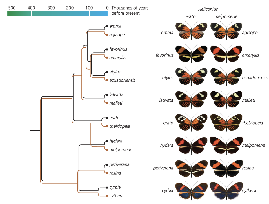 <p>Parallel divergence of ecologically assocaited lineages.</p>