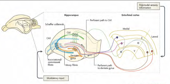 <p>entorhinal cortex activates the granular cells in the dentate gyrus via the perforant pathway. </p><p>the granular cells give rise to mossy fibre axons that innervate the CA3 pyramidal cells via giant mossy fibre boutons.</p><p>the CA3 pyramidal cells send their axon via schaffer collateral pathway to the CA1 area where they activate CA1 pyramidal cells via en passant boutons.</p>